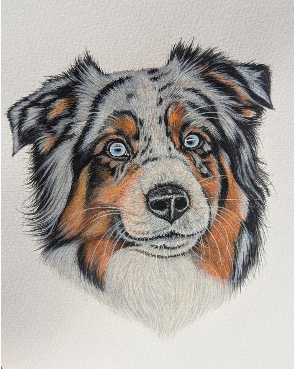 Watercolour portrait of Sid, an Australian shepherd