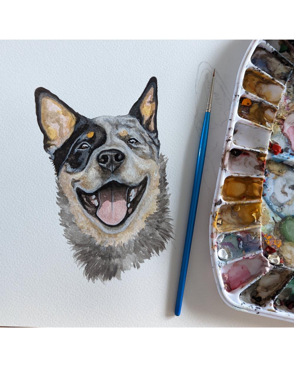 Watercolour portrait of a blue heeler