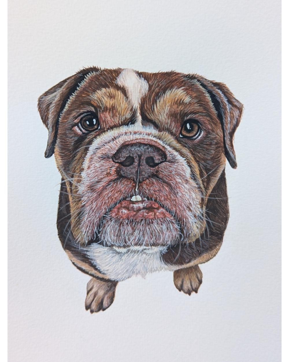 Watercolour portrait of Humphrey, the bulldog