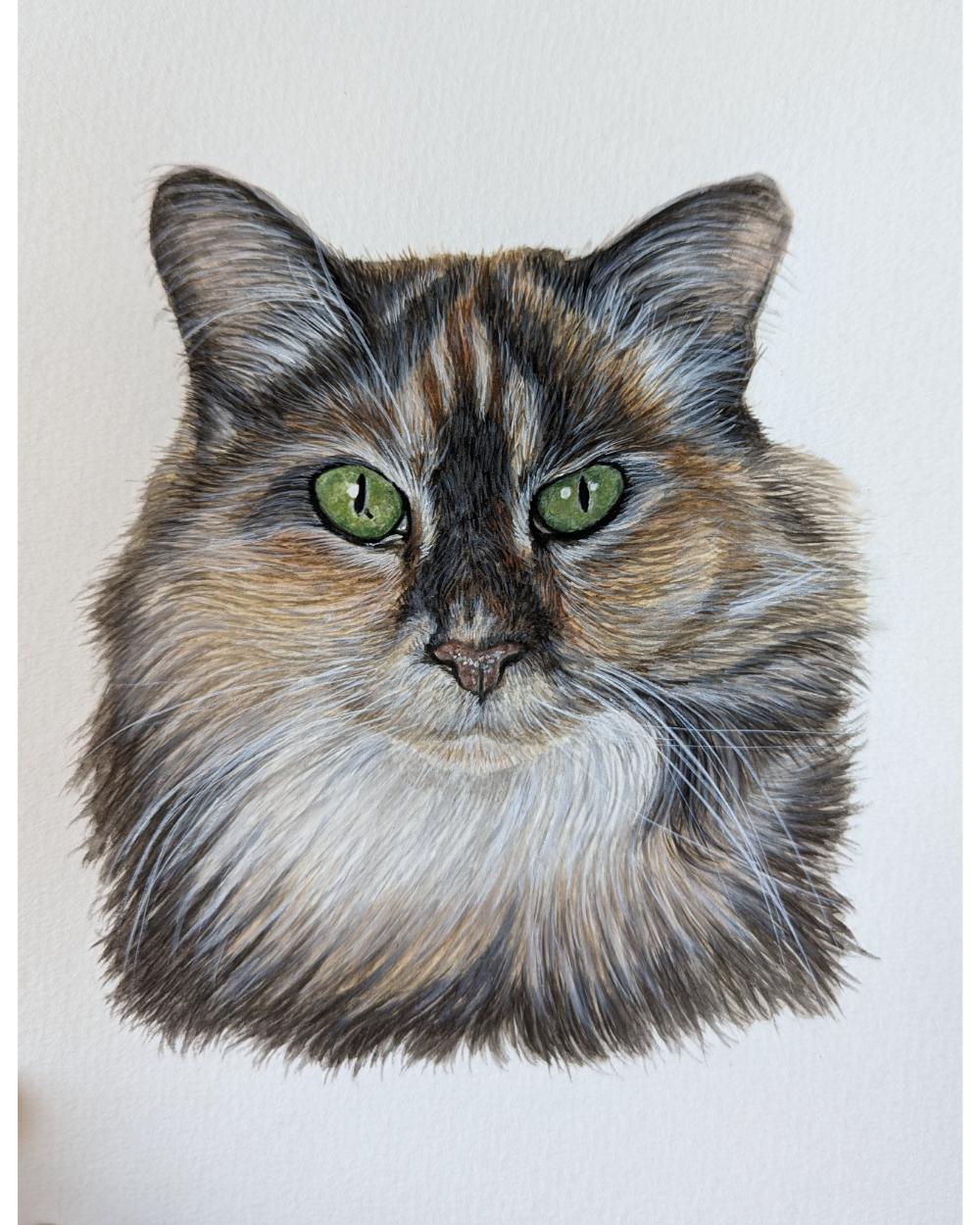 Watercolour portrait of Banjo, a cat