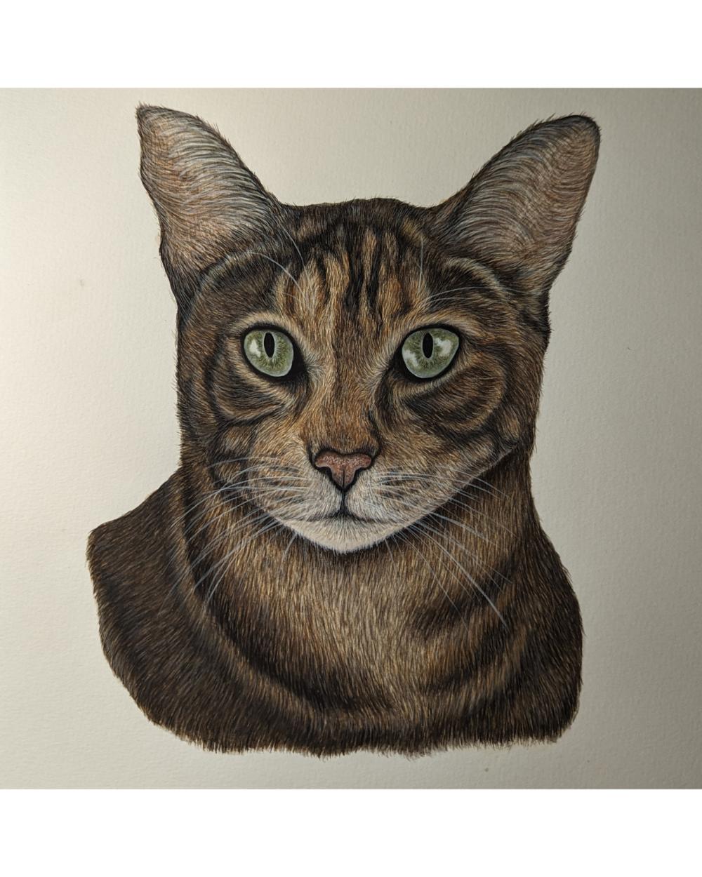 Watercolour portrait of a cat