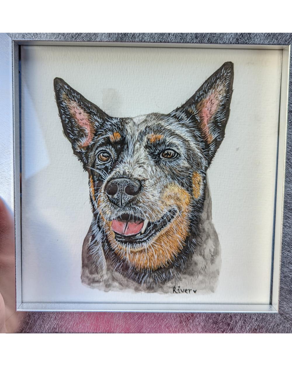 Watercolour portrait of a cattle dog