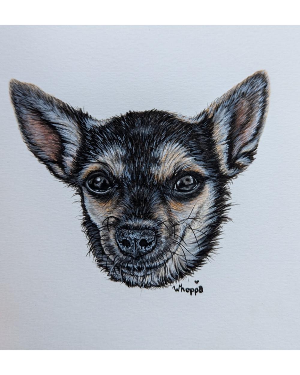 Watercolour portrait of a chihuahua