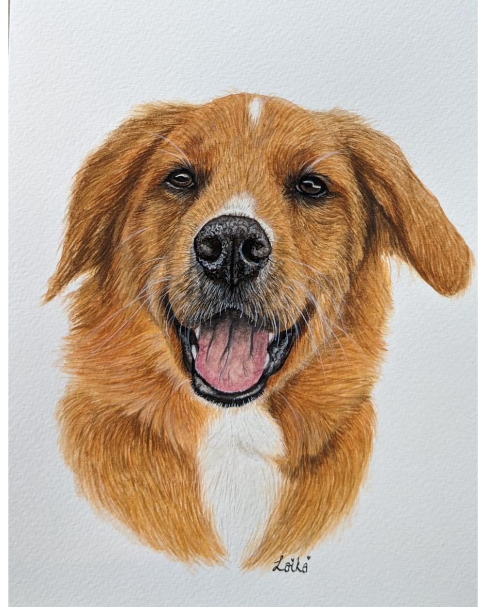 Watercolour portrait of a collie cross golden retriever