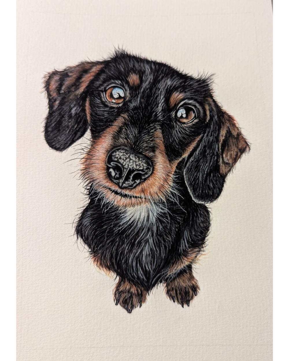 Watercolour portrait of Tod, a dachshund