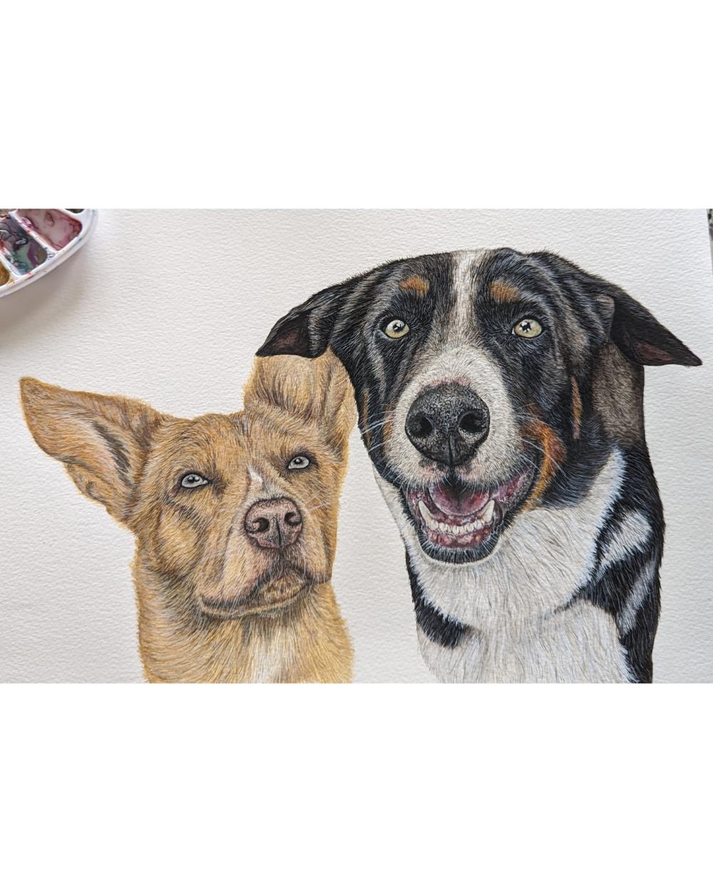 Watercolour portrait of Bonnie and Louie, two kelpie-cross-collie working dogs