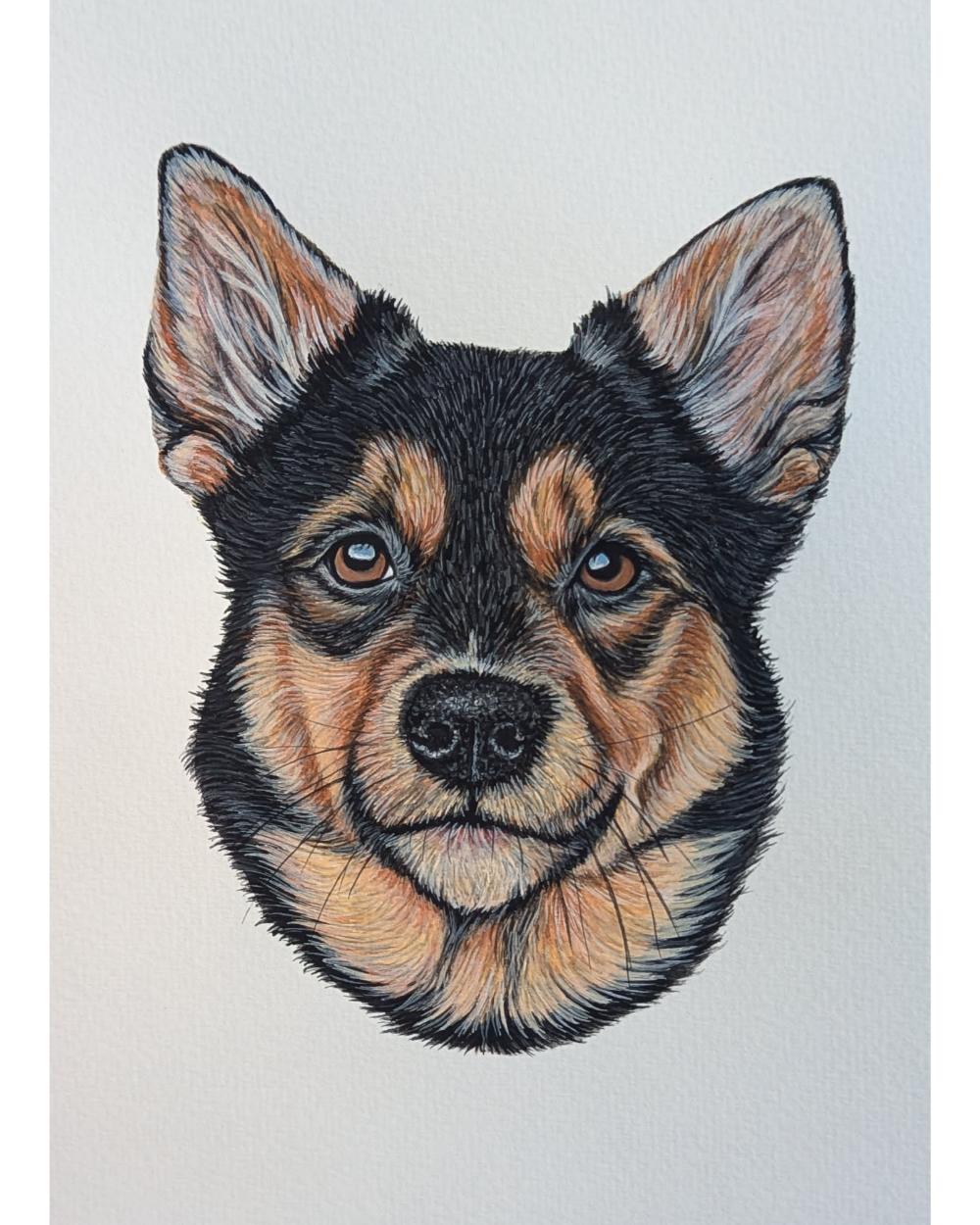 Watercolour portrait of a kelpie cross