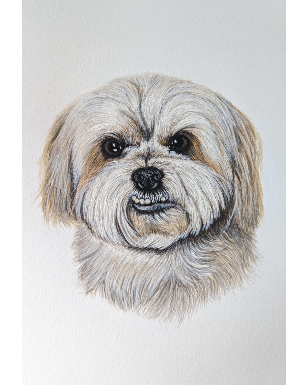 Watercolour memorial portrait of Frank, a maltese