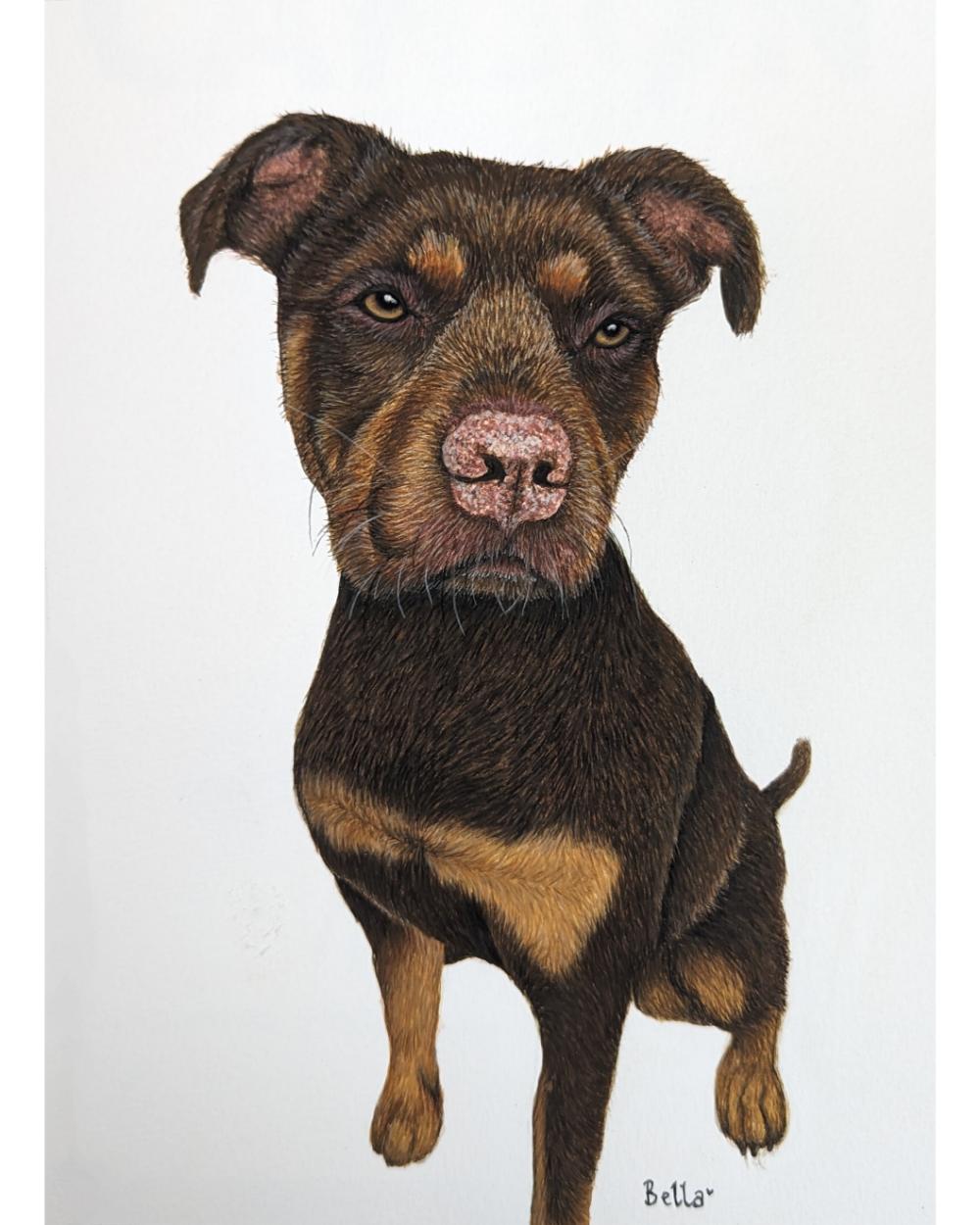Watercolour portrait of a mastiff cross