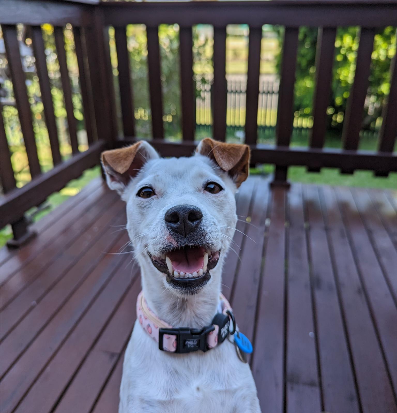 Tayler, the artist behind Pawtraits by Tayler