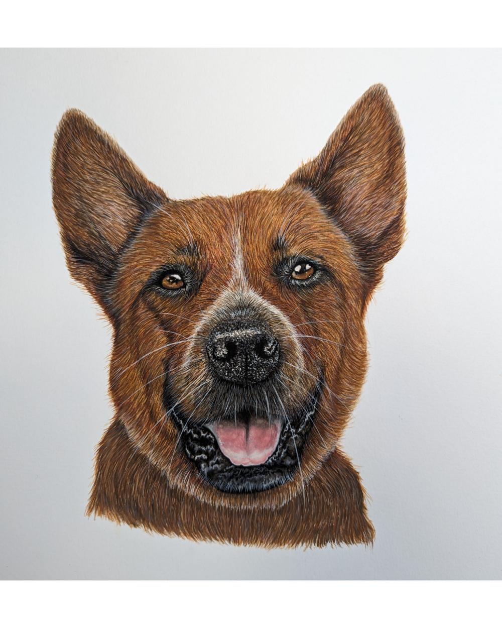 Watercolour portrait of a red heeler