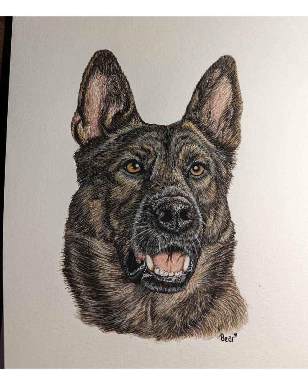 Watercolour portrait of a shepherd dog